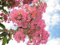 Goyavier fleur - Lagerstroemia indica - Japon Corée Chine